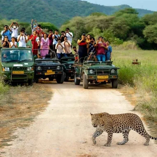 wildlife safari easy